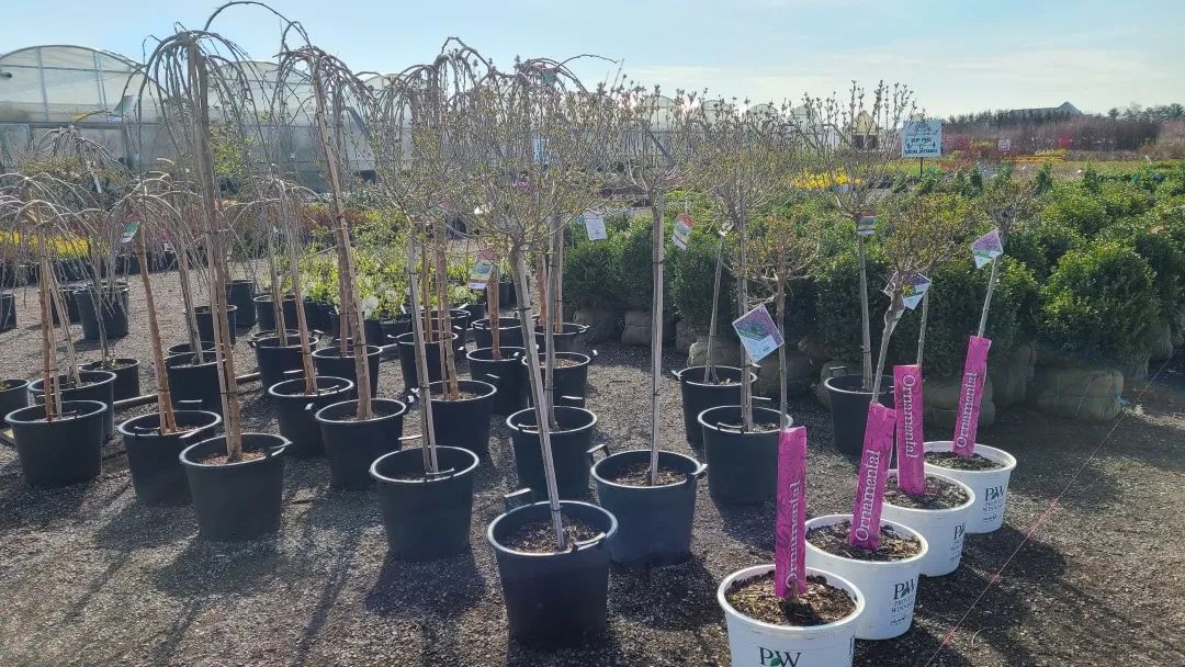 又大又香的Tree Valley苗圃探店：绣球品类就超过16种！