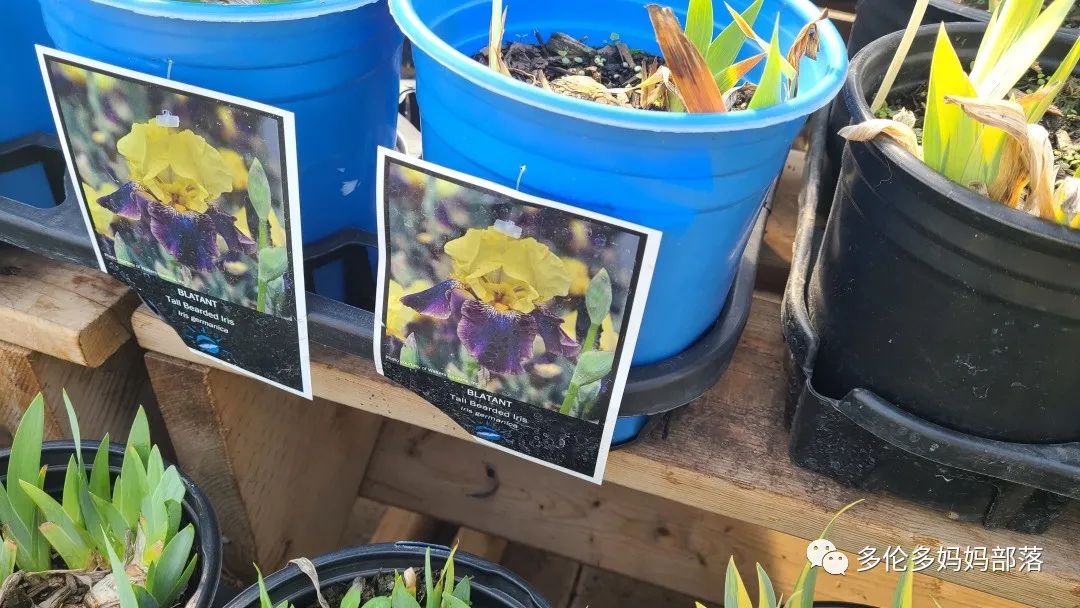 疯狂的苗圃探店系列：多年生宿根和高颜值网红绿植的卖场大秀