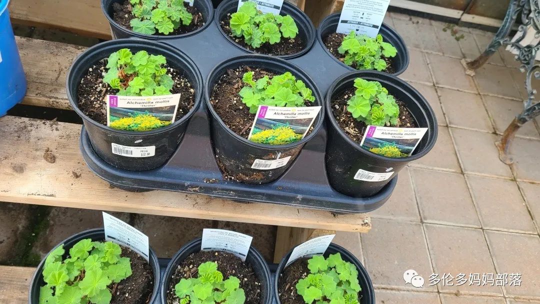 疯狂的苗圃探店系列：多年生宿根和高颜值网红绿植的卖场大秀