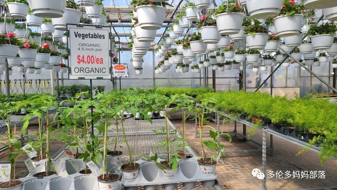 疯狂的苗圃探店系列：多年生宿根和高颜值网红绿植的卖场大秀