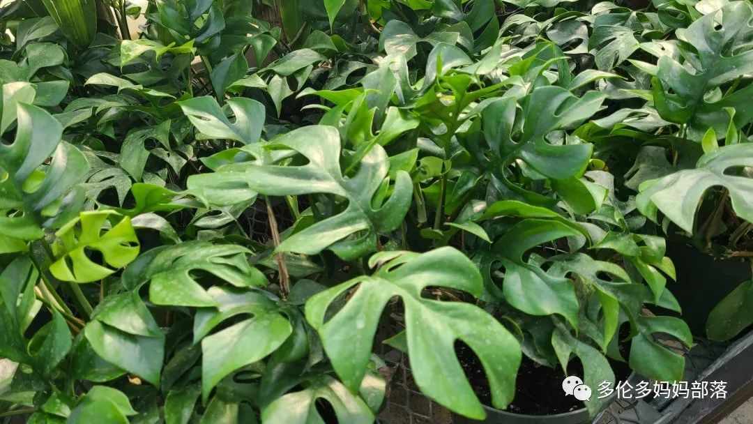 疯狂的苗圃探店系列：多年生宿根和高颜值网红绿植的卖场大秀