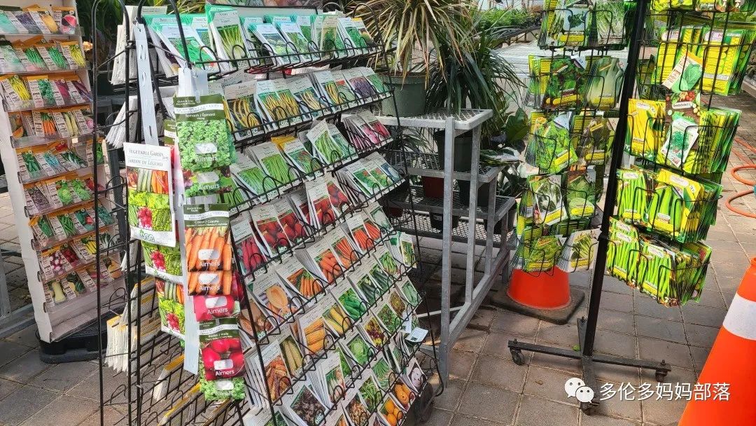 疯狂的苗圃探店系列：多年生宿根和高颜值网红绿植的卖场大秀