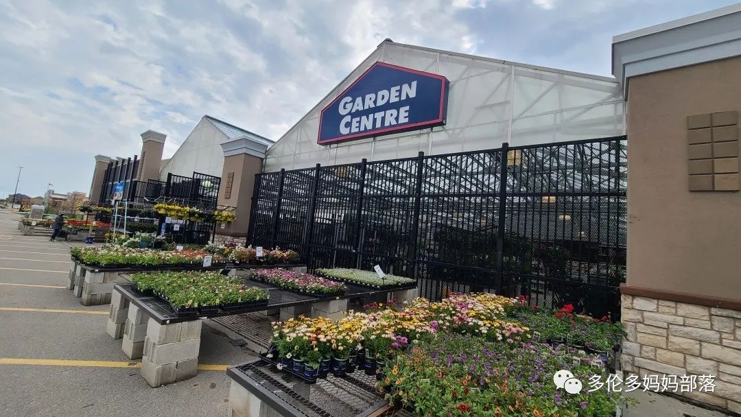 【探店】审美在线的Low's高颜值铁线莲、玫瑰、绿植上架，海量细节生图曝光