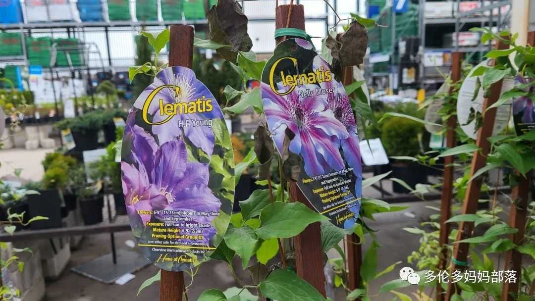 【探店】审美在线的Low's高颜值铁线莲、玫瑰、绿植上架，海量细节生图曝光