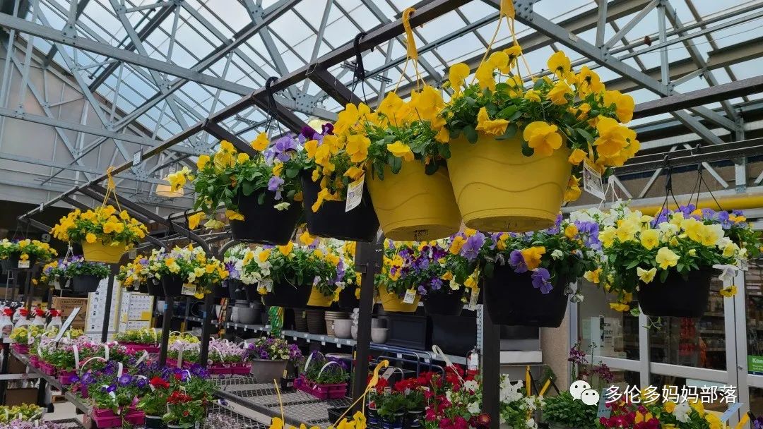 【探店】审美在线的Low's高颜值铁线莲、玫瑰、绿植上架，海量细节生图曝光