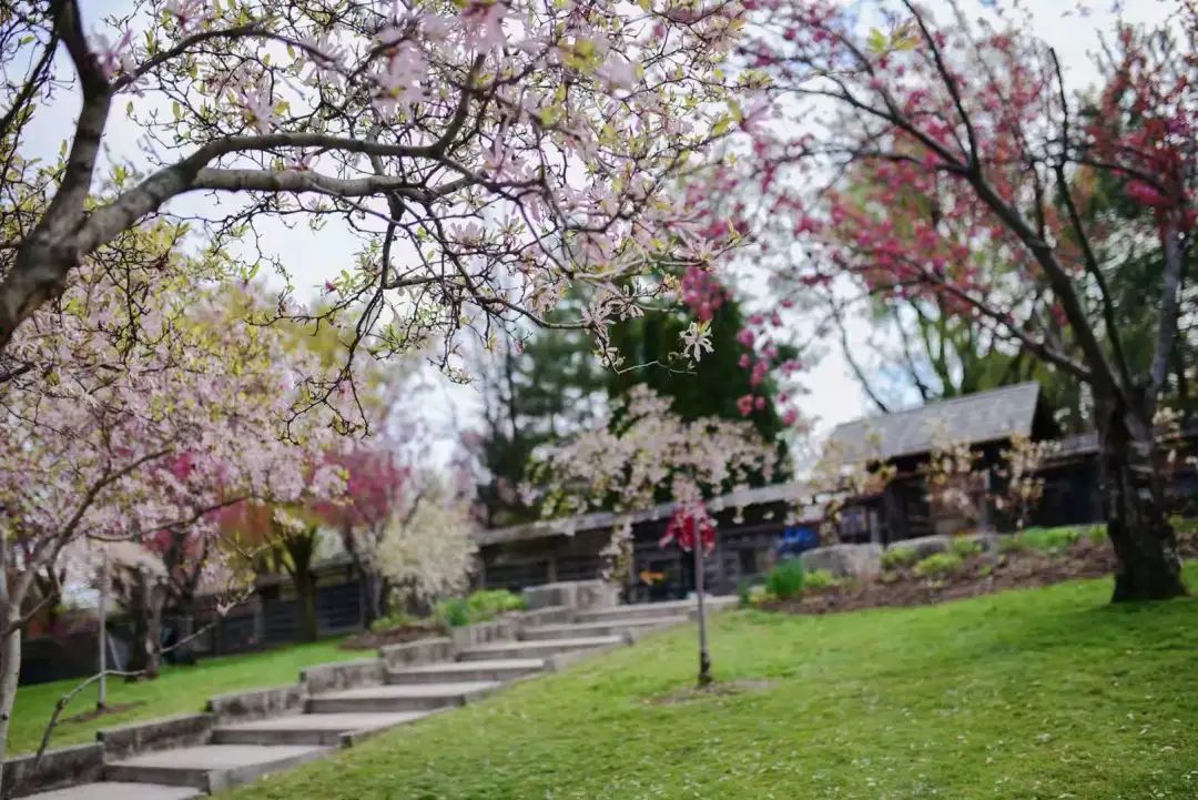 赏樱讲究一个意境！密西沙加日本公园樱花开得正好！