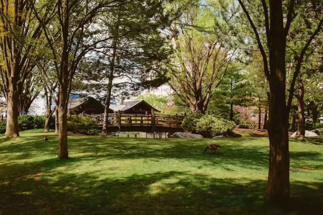 赏樱讲究一个意境！密西沙加日本公园樱花开得正好！