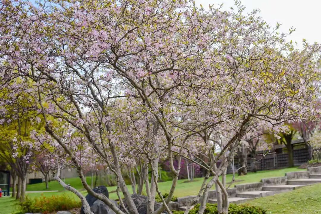 赏樱讲究一个意境！密西沙加日本公园樱花开得正好！