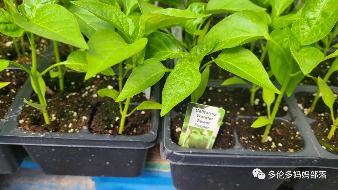 “菜根花大宝贝”探店19街农场菜园子：菜苗又绿又便宜，粪土又肥又多样！