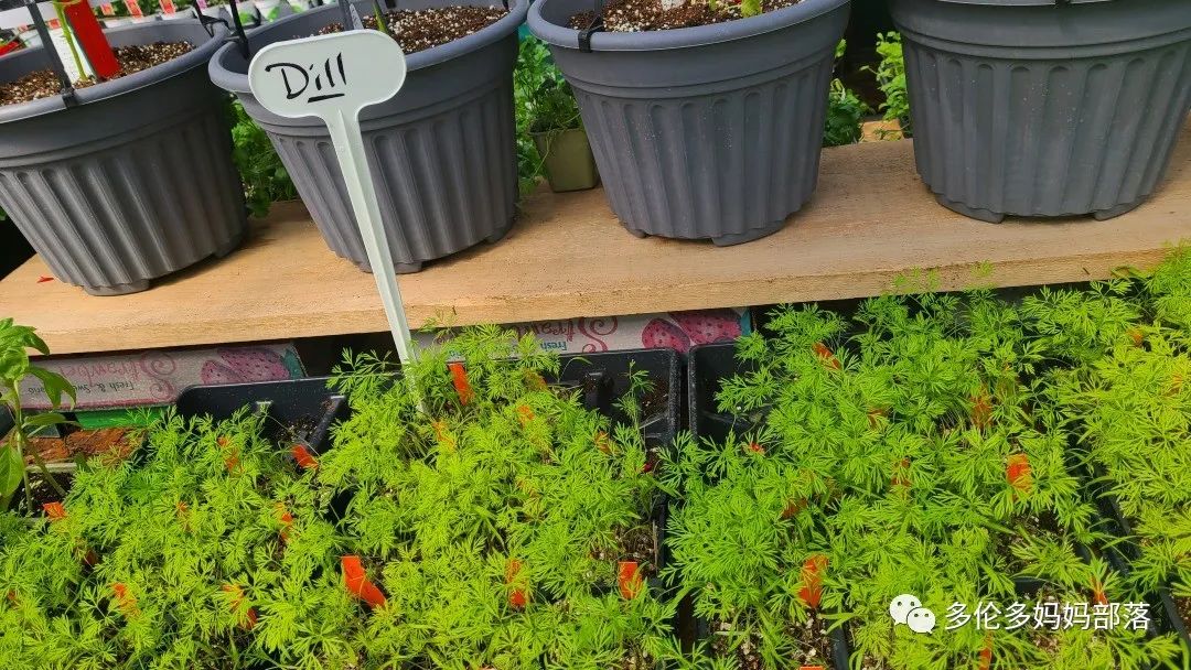 “菜根花大宝贝”探店19街农场菜园子：菜苗又绿又便宜，粪土又肥又多样！