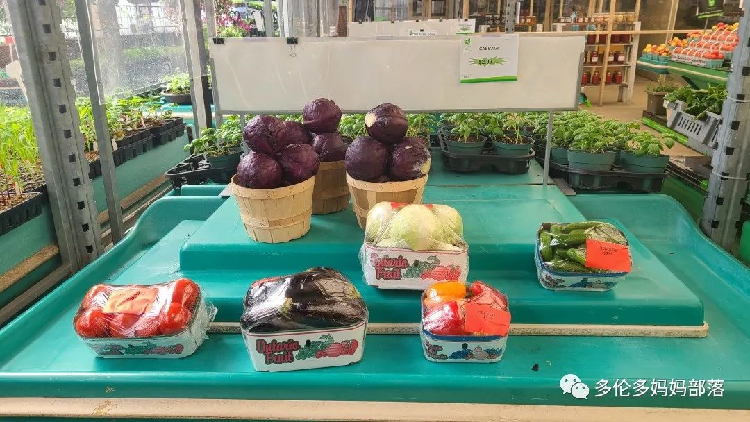 “菜根花大宝贝”探店19街农场菜园子：菜苗又绿又便宜，粪土又肥又多样！