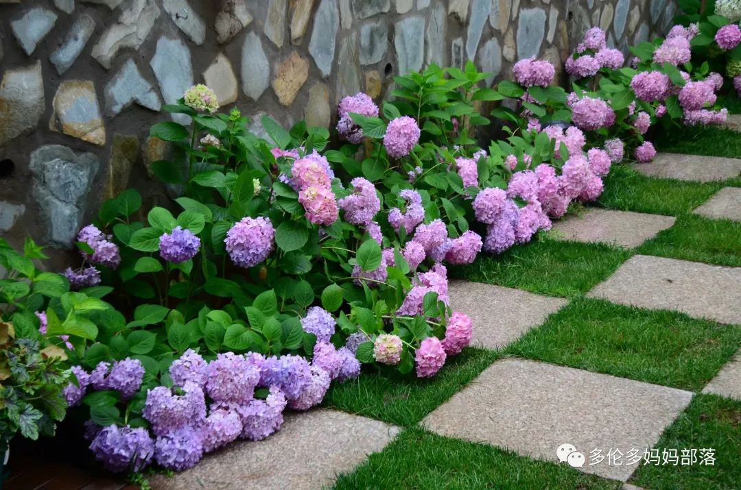 在四季只有冬夏冬冬的土狼屯：种植绣球如何选品？如何养护？（内附大型炫富）