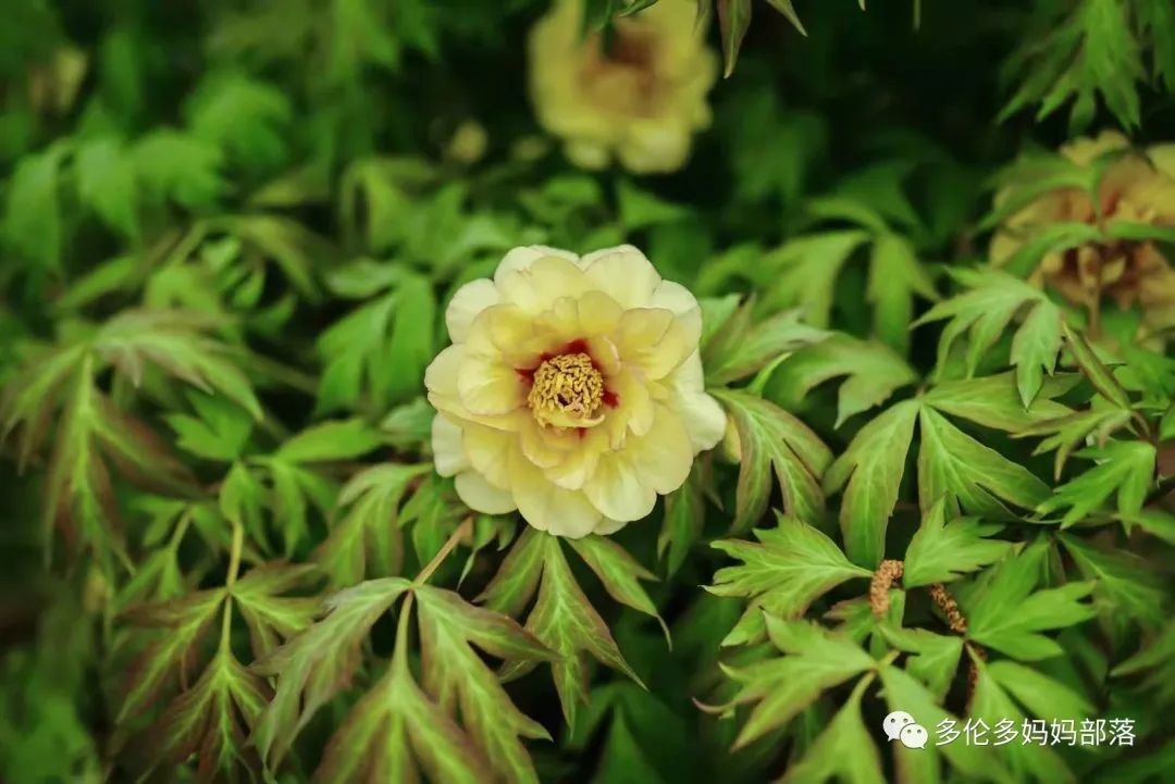摸鱼RBG隔壁花园：甄嬛传十级学者带你赏芍药赏牡丹赏玉簪
