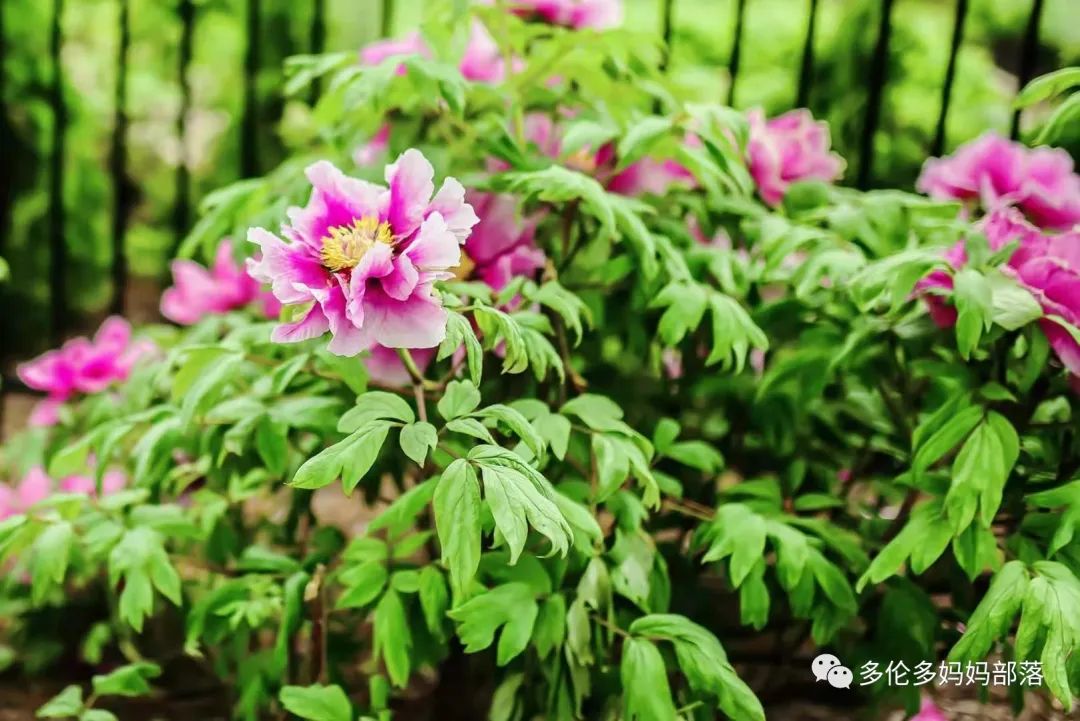 摸鱼RBG隔壁花园：甄嬛传十级学者带你赏芍药赏牡丹赏玉簪