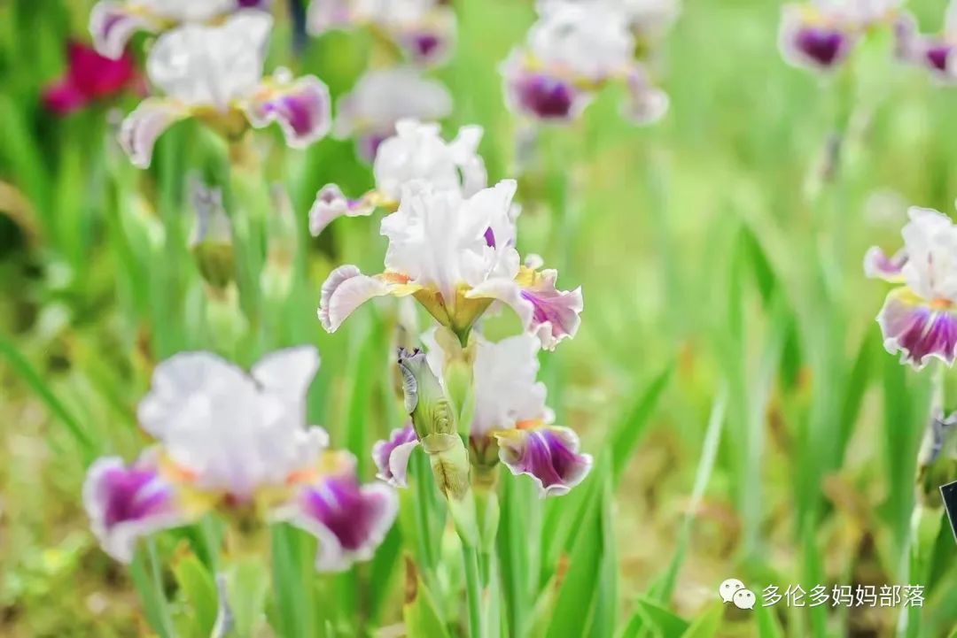 摸鱼RBG隔壁花园：甄嬛传十级学者带你赏芍药赏牡丹赏玉簪