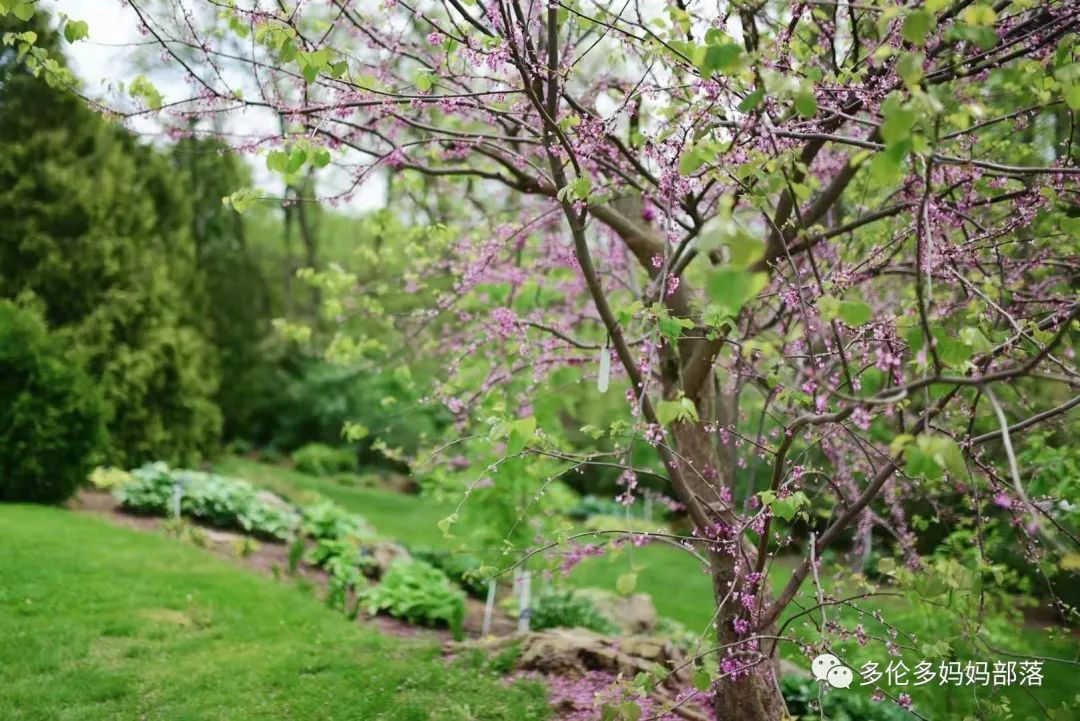 摸鱼RBG隔壁花园：甄嬛传十级学者带你赏芍药赏牡丹赏玉簪