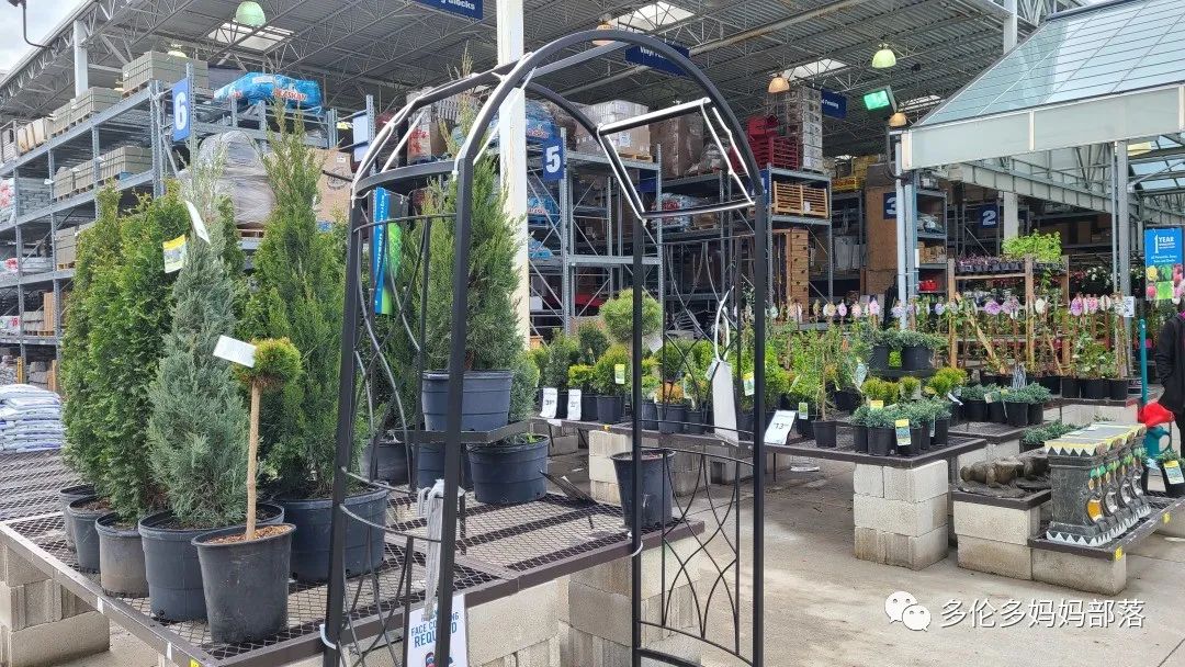 【探店】审美在线的Low's高颜值铁线莲、玫瑰、绿植上架，海量细节生图曝光