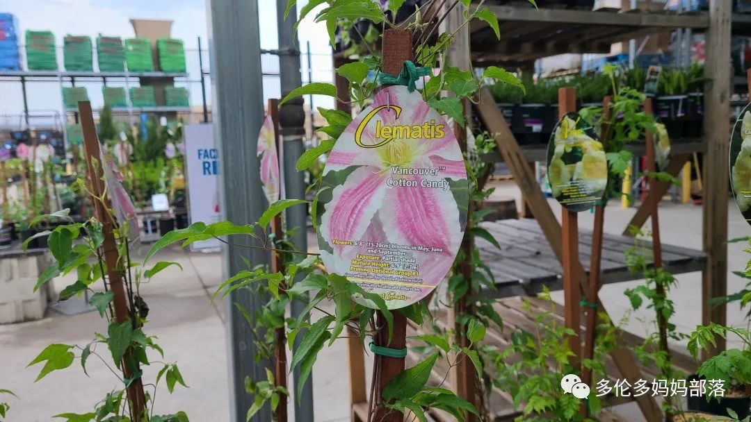 【探店】审美在线的Low's高颜值铁线莲、玫瑰、绿植上架，海量细节生图曝光