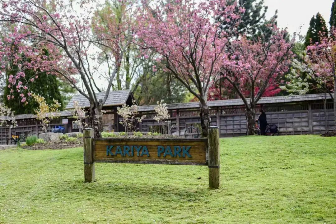 赏樱讲究一个意境！密西沙加日本公园樱花开得正好！