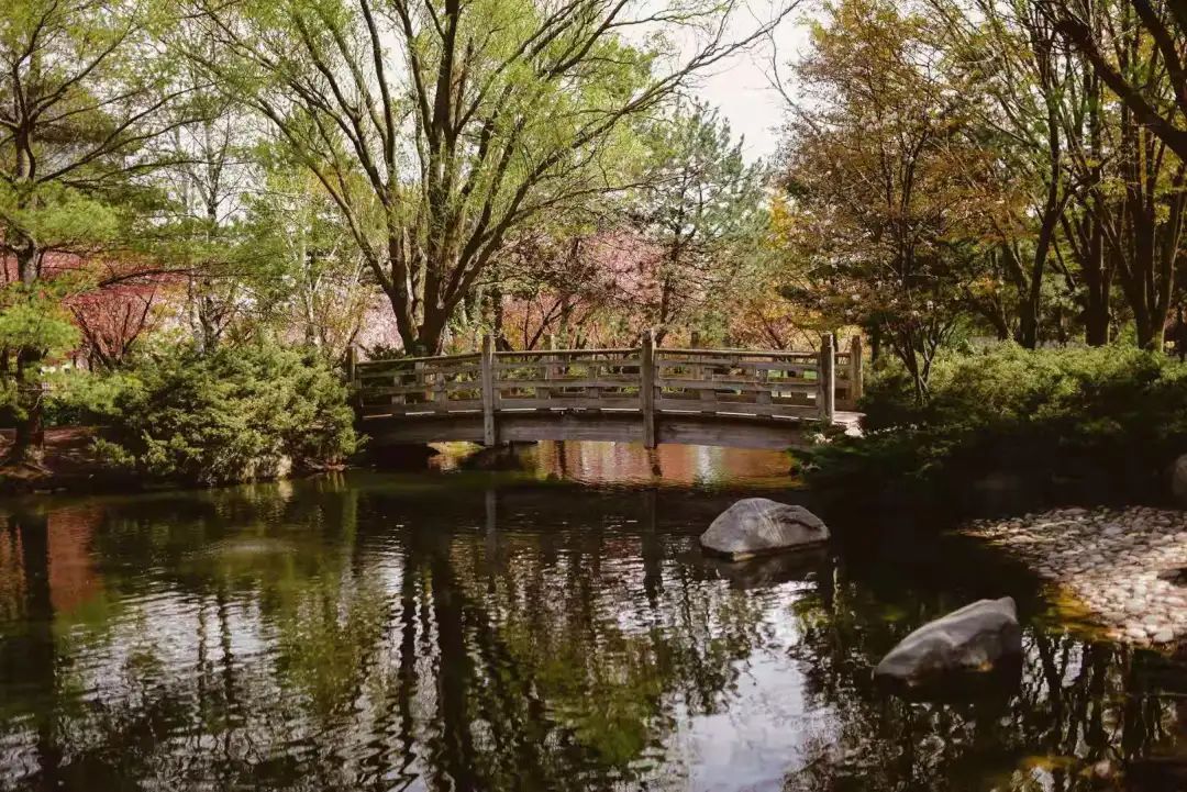 赏樱讲究一个意境！密西沙加日本公园樱花开得正好！