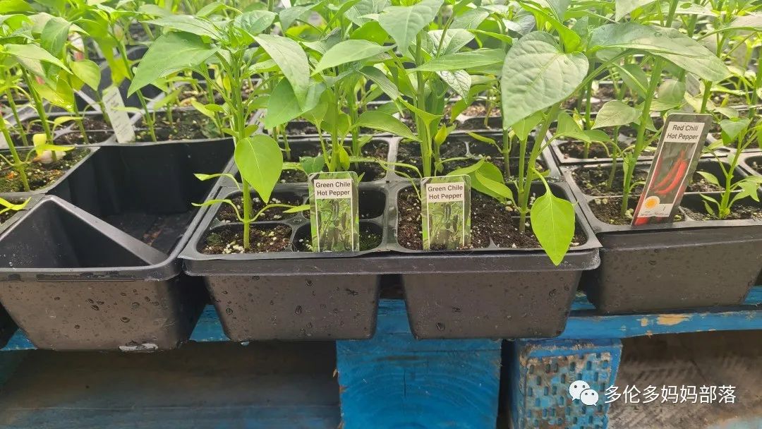 “菜根花大宝贝”探店19街农场菜园子：菜苗又绿又便宜，粪土又肥又多样！