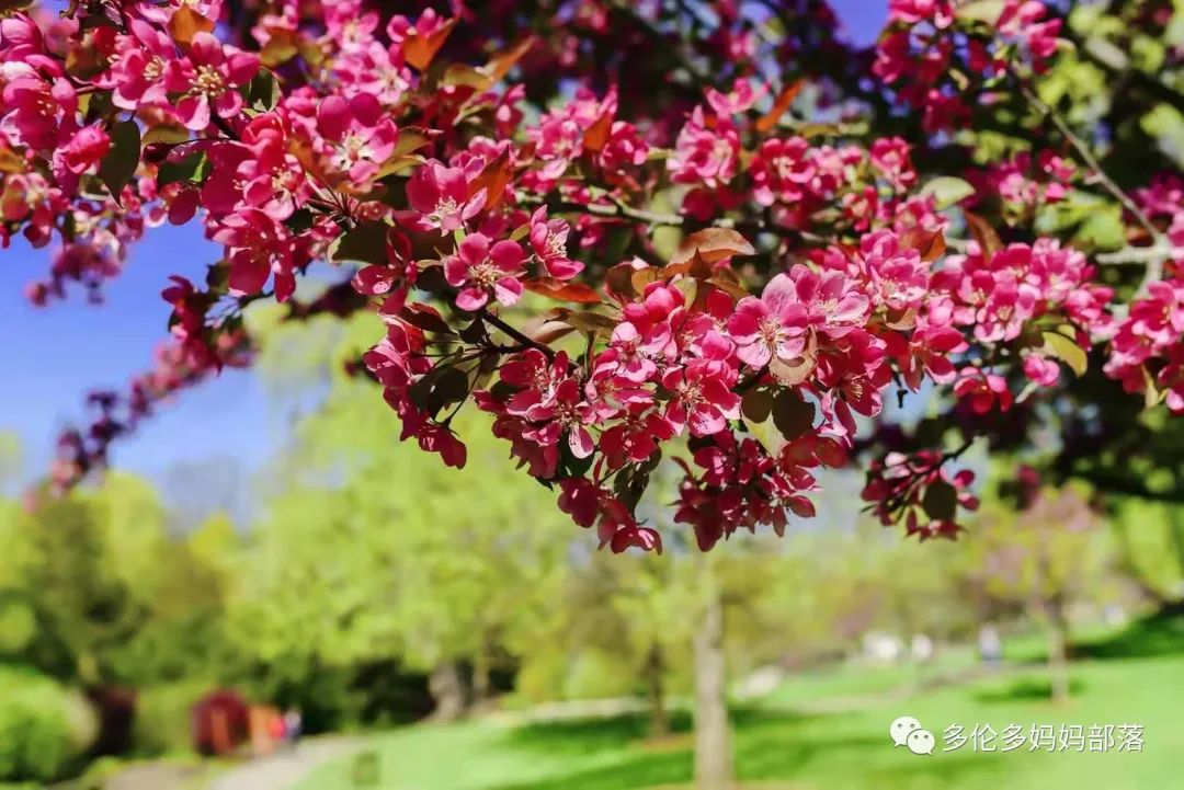 溜娃好去处，带娃看花海，爱德华公园的花花们都开疯了！