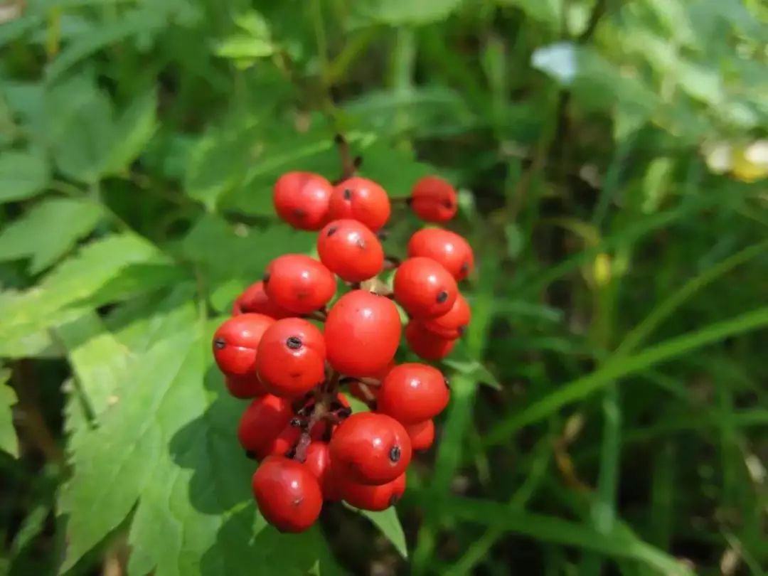 “看起来很好吃！” 撸一撸那些有毒的野菜野果野蘑菇：别瞎薅！