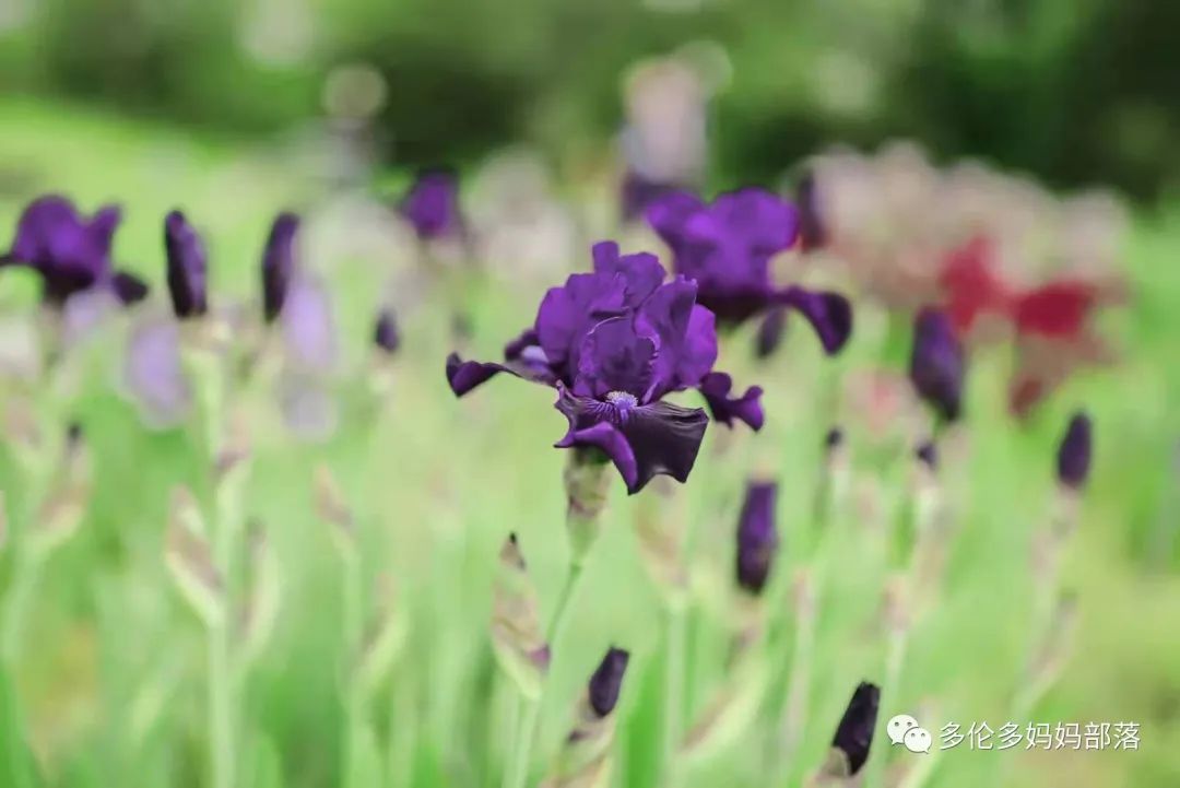 摸鱼RBG隔壁花园：甄嬛传十级学者带你赏芍药赏牡丹赏玉簪