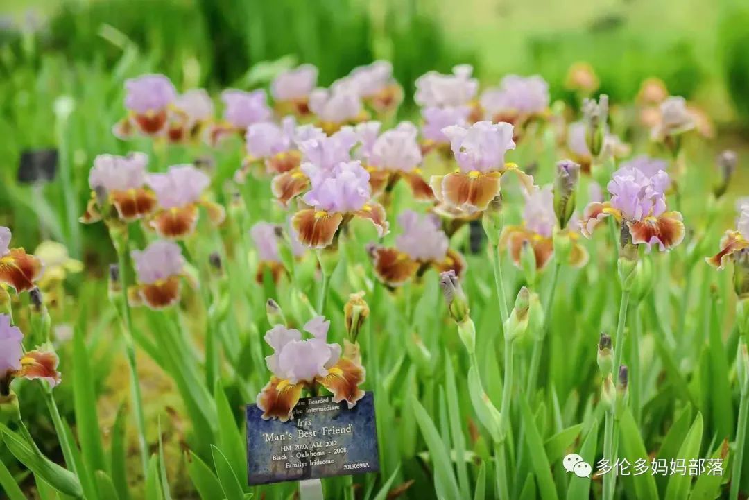 摸鱼RBG隔壁花园：甄嬛传十级学者带你赏芍药赏牡丹赏玉簪