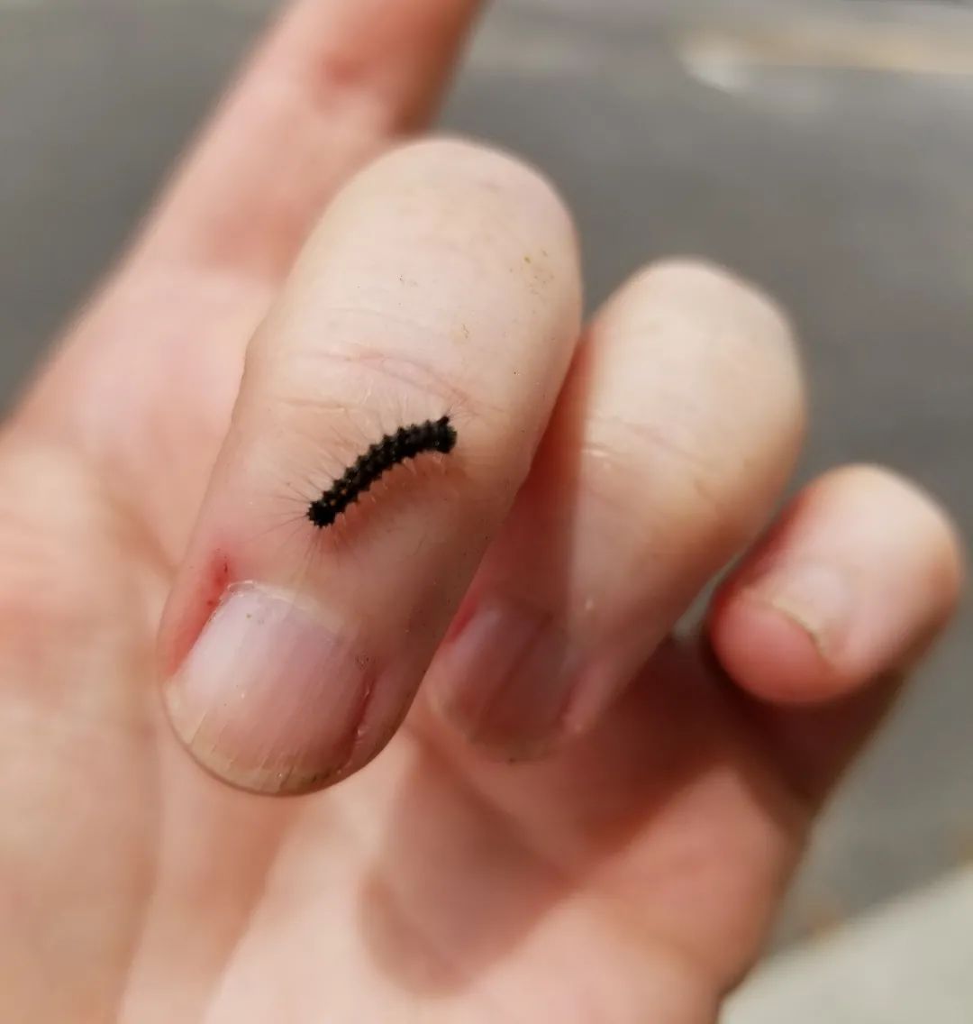 安省黑毛毛虫大爆发，手把手教你怎么搞死它！（有虫图，不适，慎点）