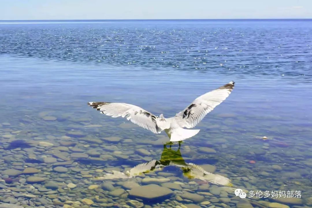 浓颜系美貌！快去多伦多这个杜鹃园赏花，绝绝子！