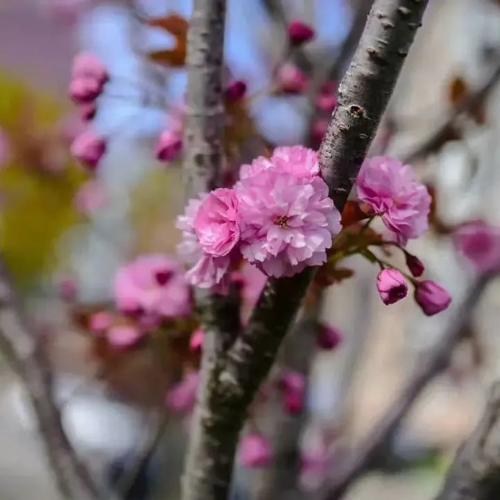 浓颜系美貌！快去多伦多这个杜鹃园赏花，绝绝子！