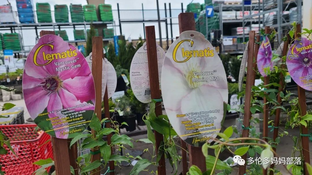 【探店】审美在线的Low's高颜值铁线莲、玫瑰、绿植上架，海量细节生图曝光