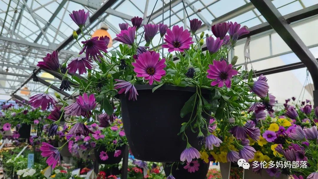 【探店】审美在线的Low's高颜值铁线莲、玫瑰、绿植上架，海量细节生图曝光