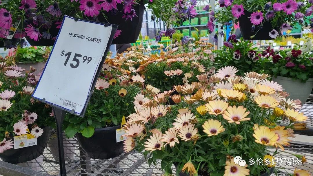 【探店】审美在线的Low's高颜值铁线莲、玫瑰、绿植上架，海量细节生图曝光