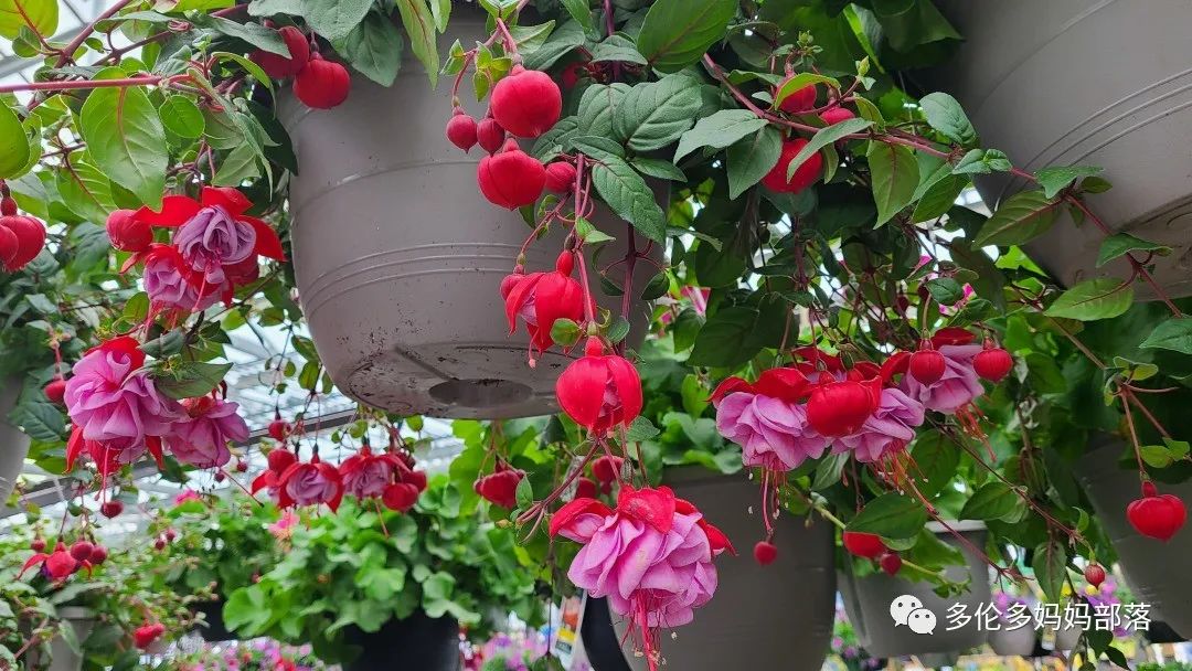 【探店】审美在线的Low's高颜值铁线莲、玫瑰、绿植上架，海量细节生图曝光