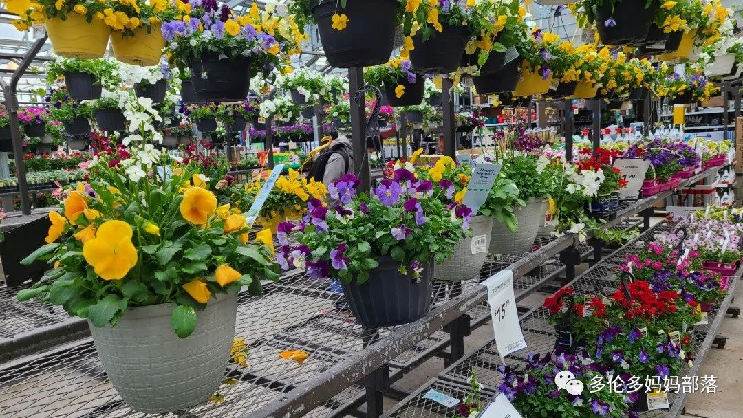 【探店】审美在线的Low's高颜值铁线莲、玫瑰、绿植上架，海量细节生图曝光