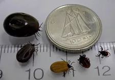 多虫图!慎点!加拿大今年蜱虫更猖獗!被咬一口可能瘫痪... 多虫图!慎点!加拿大今年蜱虫更猖獗!被咬一口可能瘫痪...