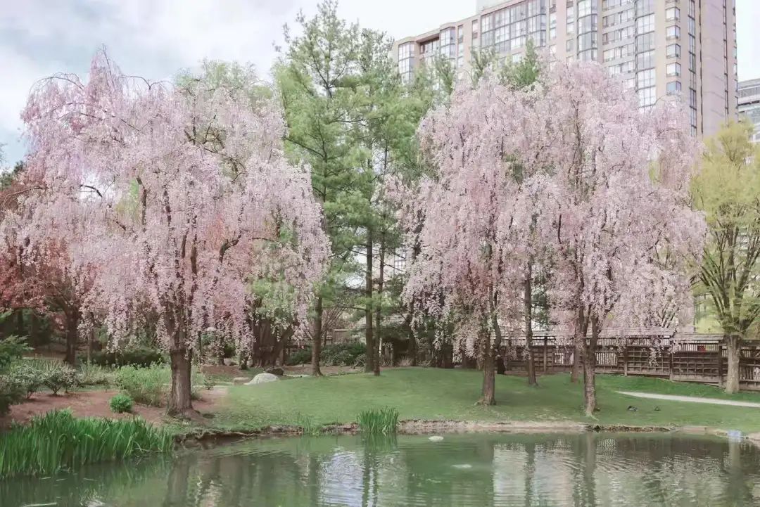 赏樱讲究一个意境！密西沙加日本公园樱花开得正好！