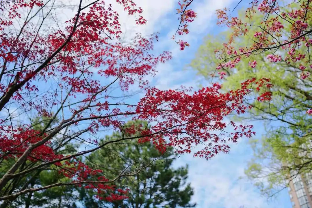 赏樱讲究一个意境！密西沙加日本公园樱花开得正好！