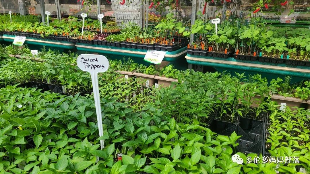 “菜根花大宝贝”探店19街农场菜园子：菜苗又绿又便宜，粪土又肥又多样！