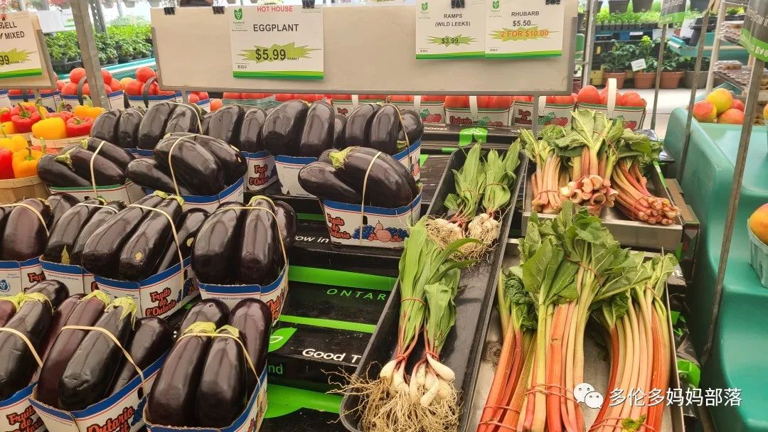 “菜根花大宝贝”探店19街农场菜园子：菜苗又绿又便宜，粪土又肥又多样！