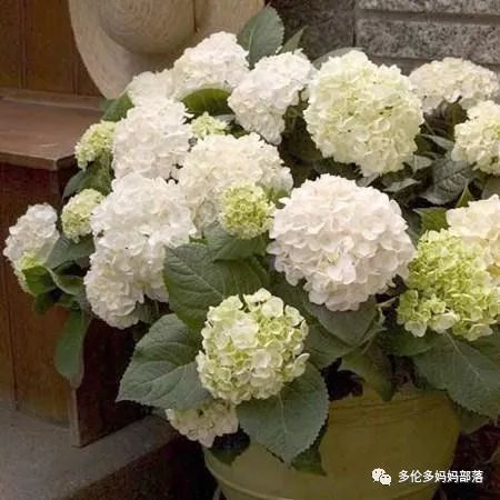 在四季只有冬夏冬冬的土狼屯：种植绣球如何选品？如何养护？（内附大型炫富）