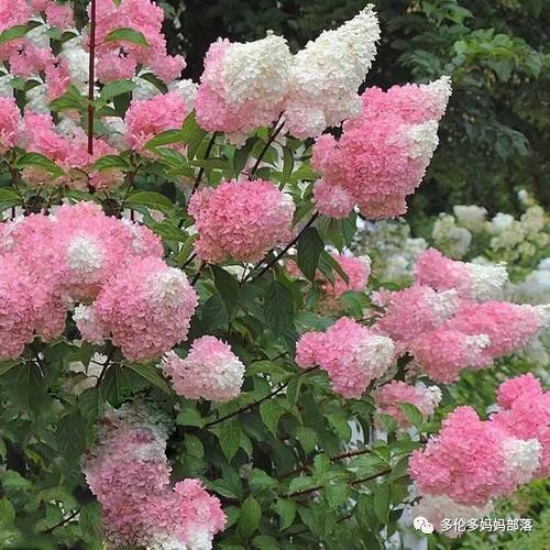 在四季只有冬夏冬冬的土狼屯：种植绣球如何选品？如何养护？（内附大型炫富）