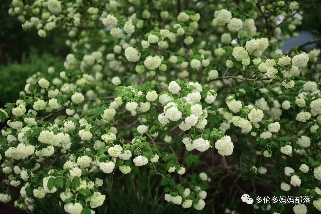 摸鱼RBG隔壁花园：甄嬛传十级学者带你赏芍药赏牡丹赏玉簪
