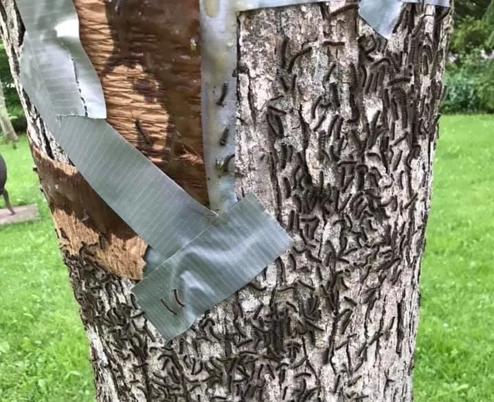 安省黑毛毛虫大爆发，手把手教你怎么搞死它！（有虫图，不适，慎点）