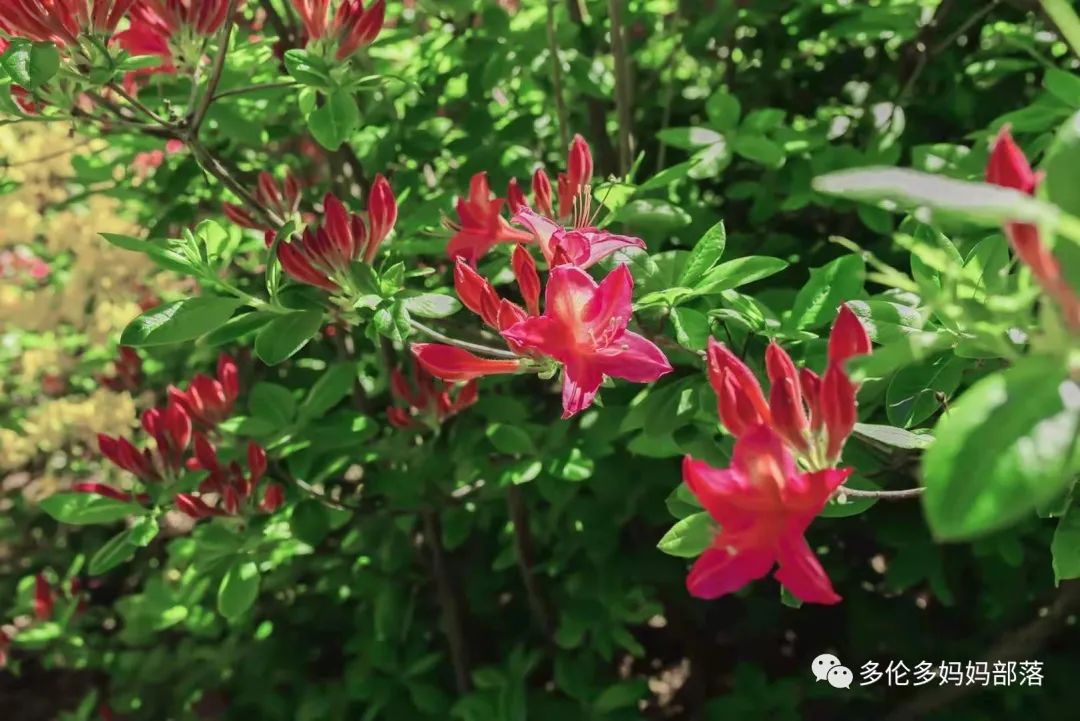 浓颜系美貌！快去多伦多这个杜鹃园赏花，绝绝子！