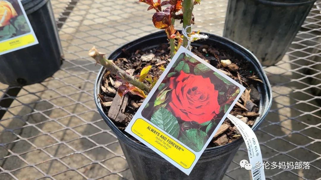 【探店】审美在线的Low's高颜值铁线莲、玫瑰、绿植上架，海量细节生图曝光