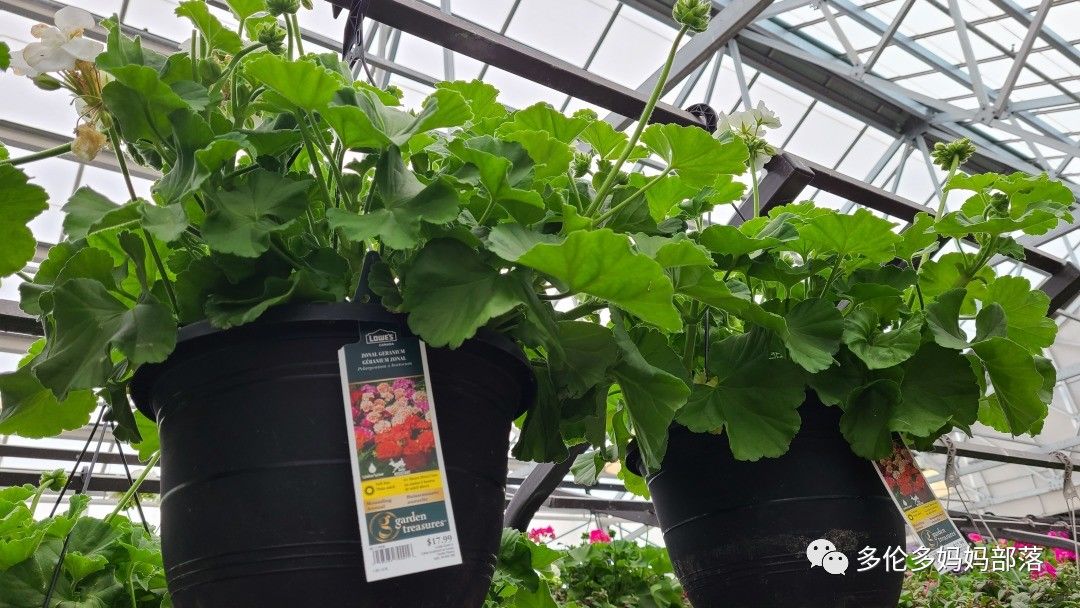 【探店】审美在线的Low's高颜值铁线莲、玫瑰、绿植上架，海量细节生图曝光