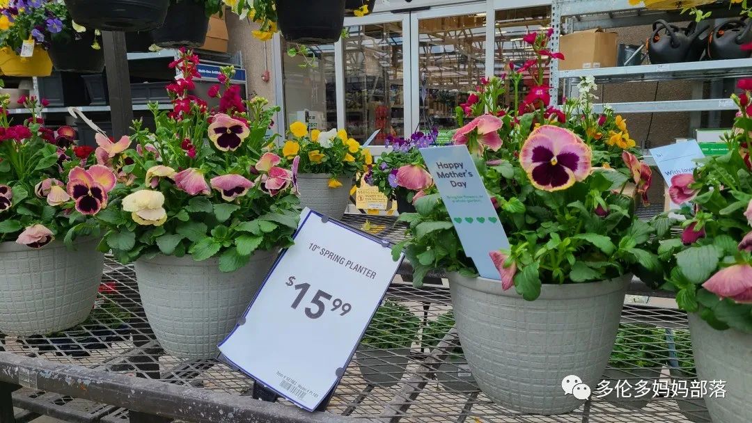 【探店】审美在线的Low's高颜值铁线莲、玫瑰、绿植上架，海量细节生图曝光